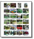 Digital photo printing screenshot: Index print